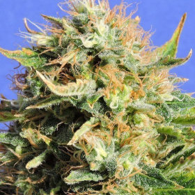 Chronic Lights - Original Sensible Seeds | TanieSianie.pl