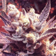 Grape OG - THE CALI CONNECTION | TanieSianie.pl
