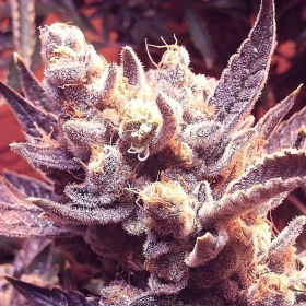 Grape OG - THE CALI CONNECTION | TanieSianie.pl