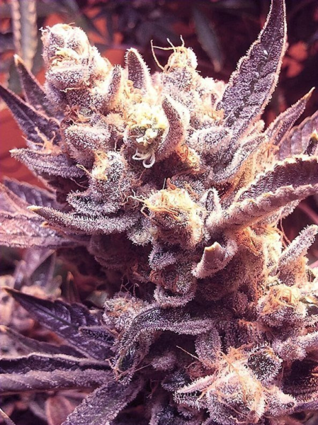 Grape OG - THE CALI CONNECTION | TanieSianie.pl