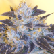Grape OG - THE CALI CONNECTION | TanieSianie.pl