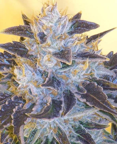 Grape OG - THE CALI CONNECTION | TanieSianie.pl