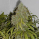 Grape OG - THE CALI CONNECTION | TanieSianie.pl