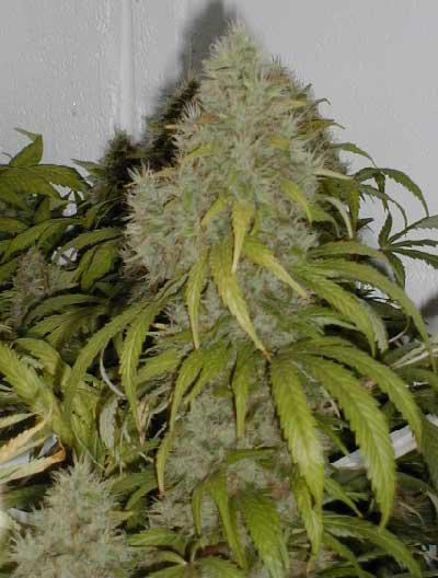 Grape OG - THE CALI CONNECTION | TanieSianie.pl