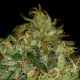 Green Crack - THE CALI CONNECTION | TanieSianie.pl