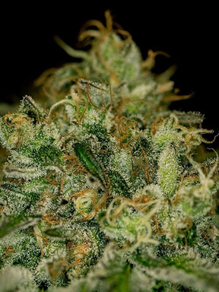 Green Crack - THE CALI CONNECTION | TanieSianie.pl
