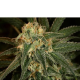 Green Crack - THE CALI CONNECTION | TanieSianie.pl