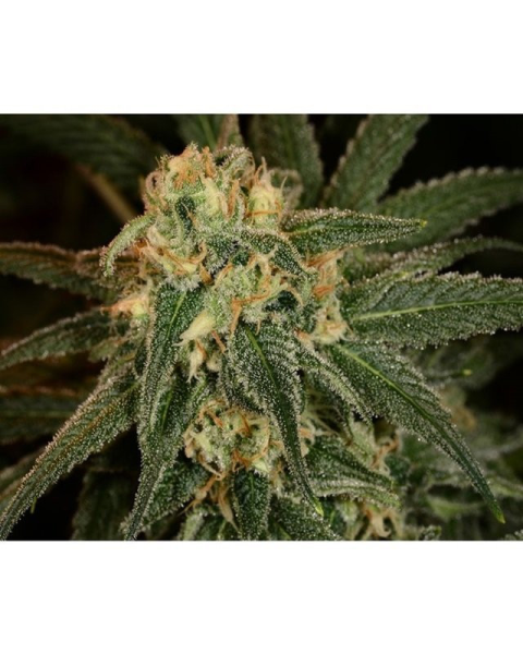 Green Crack - THE CALI CONNECTION | TanieSianie.pl