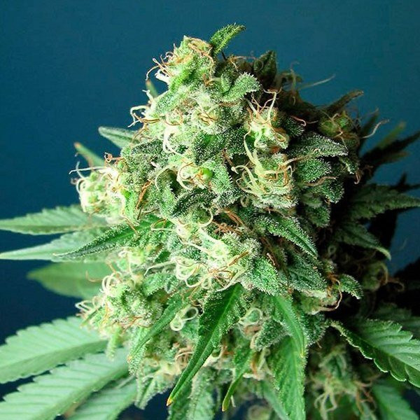Green Crack - THE CALI CONNECTION | TanieSianie.pl