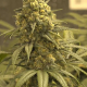 Green Crack - THE CALI CONNECTION | TanieSianie.pl