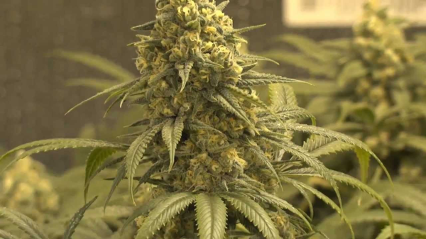 Green Crack - THE CALI CONNECTION | TanieSianie.pl