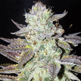 LA Cookies - THE CALI CONNECTION | TanieSianie.pl