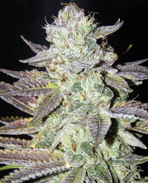 LA Cookies - THE CALI CONNECTION | TanieSianie.pl