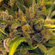 LA Cookies - THE CALI CONNECTION | TanieSianie.pl