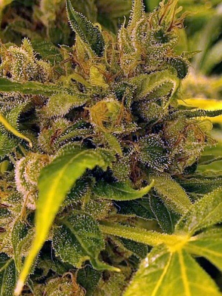 LA Cookies - THE CALI CONNECTION | TanieSianie.pl