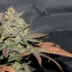LA Cookies - THE CALI CONNECTION | TanieSianie.pl