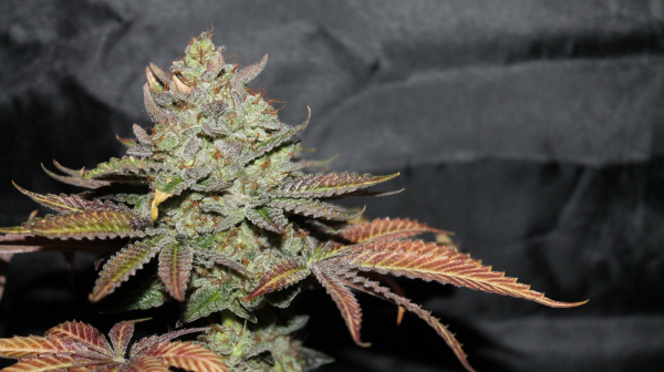 LA Cookies - THE CALI CONNECTION | TanieSianie.pl
