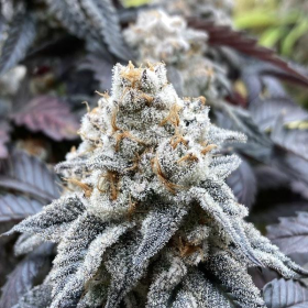 Larry OG Kush - THE CALI CONNECTION | TanieSianie.pl