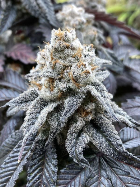 Larry OG Kush - THE CALI CONNECTION | TanieSianie.pl