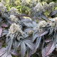 Larry OG Kush - THE CALI CONNECTION | TanieSianie.pl