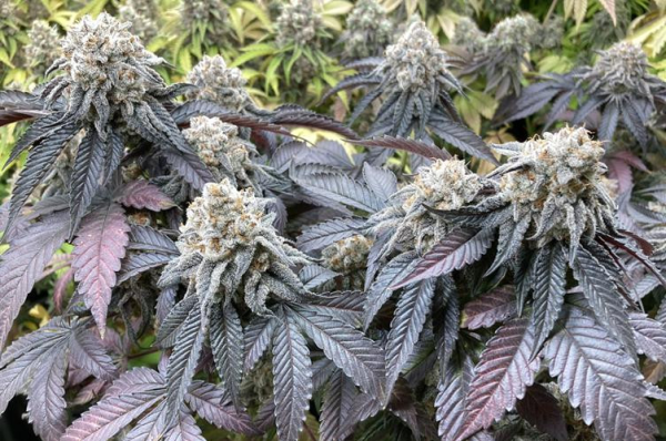 Larry OG Kush - THE CALI CONNECTION | TanieSianie.pl