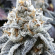 Larry OG Kush - THE CALI CONNECTION | TanieSianie.pl
