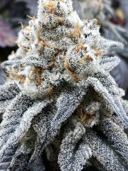 Larry OG Kush - THE CALI CONNECTION | TanieSianie.pl