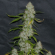 Larry OG Kush - THE CALI CONNECTION | TanieSianie.pl