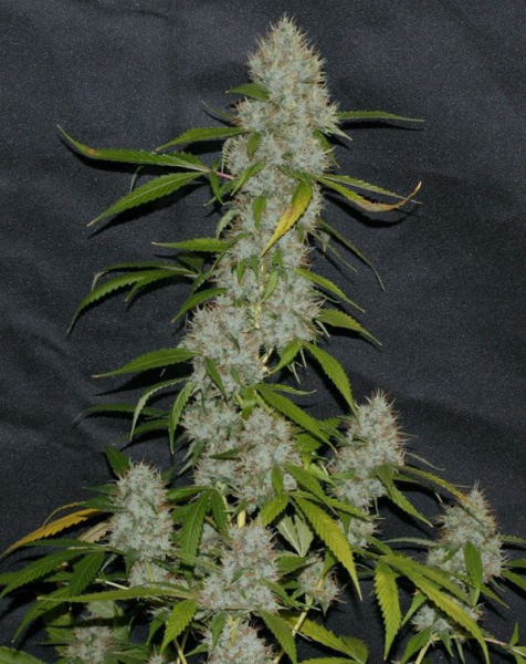 Larry OG Kush - THE CALI CONNECTION | TanieSianie.pl