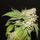 Larry OG Kush - THE CALI CONNECTION | TanieSianie.pl