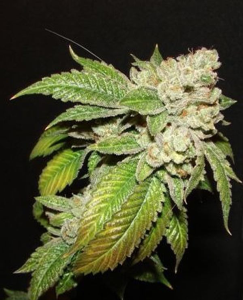 Larry OG Kush - THE CALI CONNECTION | TanieSianie.pl