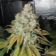 Larry OG Kush - THE CALI CONNECTION | TanieSianie.pl