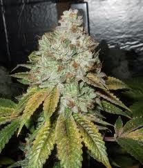 Larry OG Kush - THE CALI CONNECTION | TanieSianie.pl