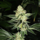 Louis XIII OG - THE CALI CONNECTION | TanieSianie.pl