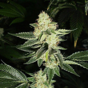 Louis XIII OG - THE CALI CONNECTION | TanieSianie.pl