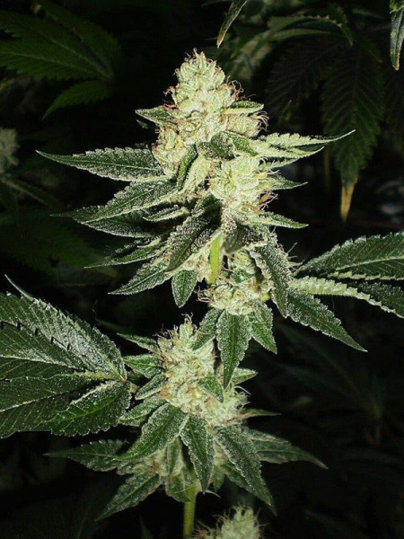 Louis XIII OG - THE CALI CONNECTION | TanieSianie.pl