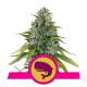 Royal Moby - ROYAL QUEEN SEEDS | TanieSianie.pl