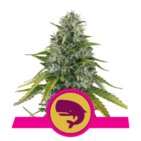 Royal Moby - ROYAL QUEEN SEEDS | TanieSianie.pl
