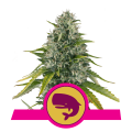 Royal Moby - ROYAL QUEEN SEEDS