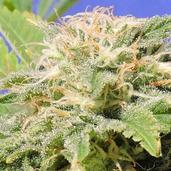 Kali AK - Original Sensible Seeds | TanieSianie.pl