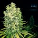 Original Sour Diesel - THE CALI CONNECTION | TanieSianie.pl
