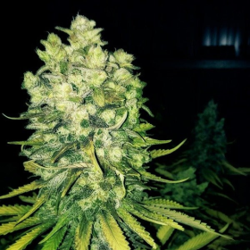 Original Sour Diesel - THE CALI CONNECTION | TanieSianie.pl
