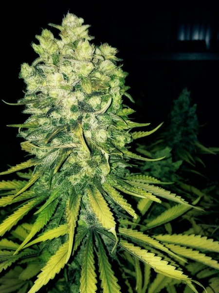 Original Sour Diesel - THE CALI CONNECTION | TanieSianie.pl