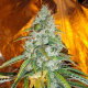 Original Sour Diesel - THE CALI CONNECTION | TanieSianie.pl