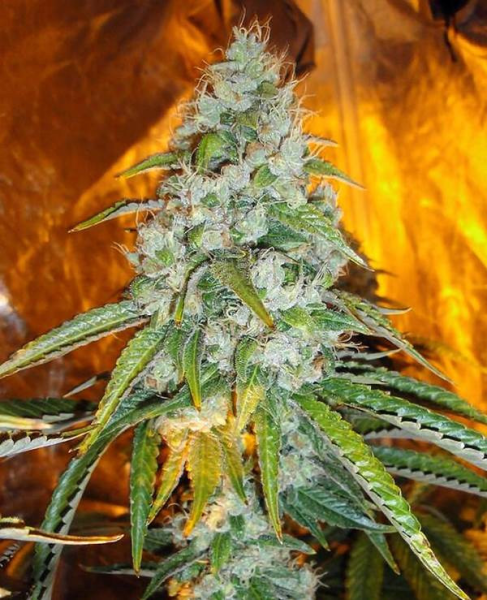 Original Sour Diesel - THE CALI CONNECTION | TanieSianie.pl