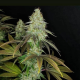 818 Headband Aka Sour OG - THE CALI CONNECTION | TanieSianie.pl