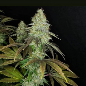 818 Headband Aka Sour OG - THE CALI CONNECTION | TanieSianie.pl