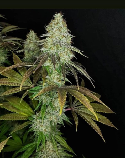 818 Headband Aka Sour OG - THE CALI CONNECTION | TanieSianie.pl