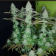 818 Headband Aka Sour OG - THE CALI CONNECTION | TanieSianie.pl
