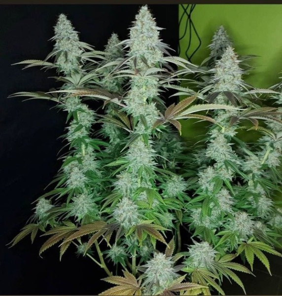 818 Headband Aka Sour OG - THE CALI CONNECTION | TanieSianie.pl